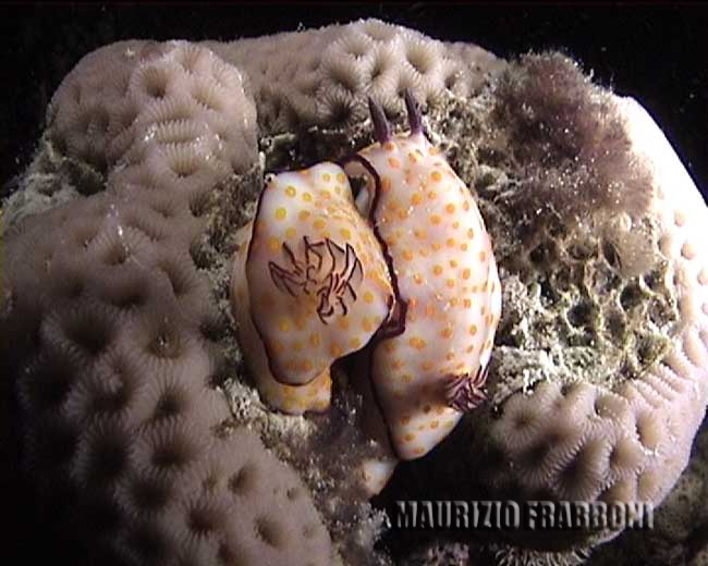 crom risbecia.jpg - 42309 Bytes